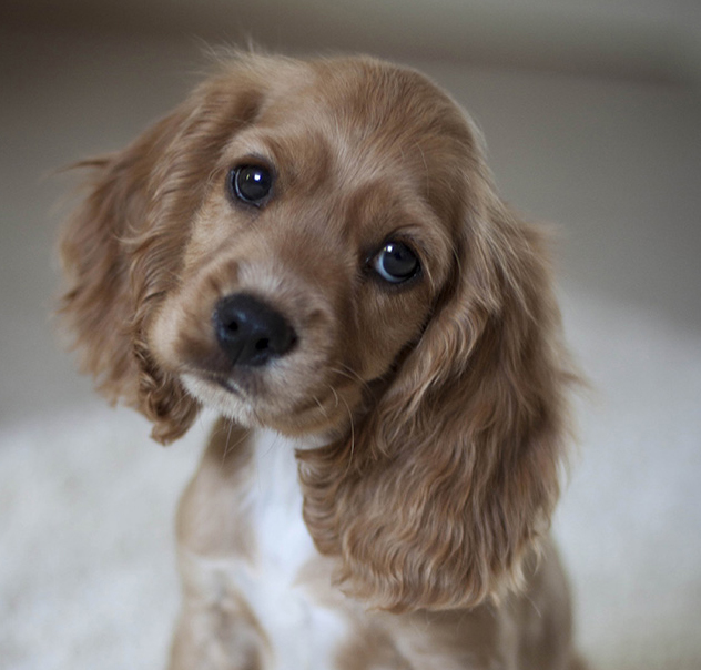 Cocker Spaniel Puppy