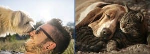 Loving Pets