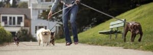 Dog Walking