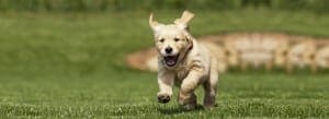 Dog Running Through the Park