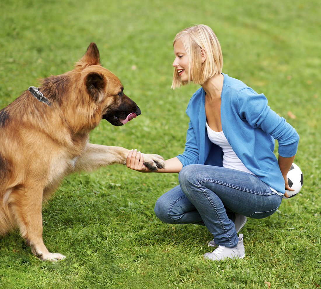 Trained German Shepherd