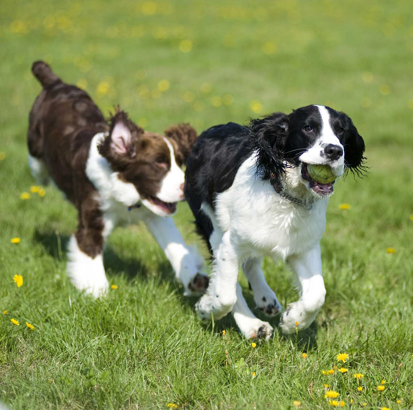 Two Dogs Playing and Running