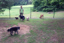 Pet Training at PawSitive Pets