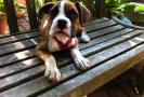 Pet Training at PawSitive Pets