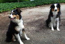 Pets Training at PawSitive Pets
