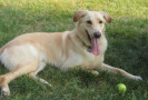 Pet Training at PawSitive Pets