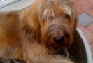 Pet Training at PawSitive Pets