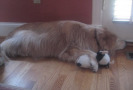 Pet Training at PawSitive Pets