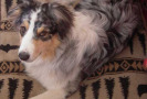 Pet Training at PawSitive Pets
