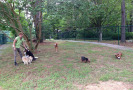 Pet Training at PawSitive Pets