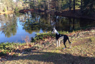 Pet Training at PawSitive Pets