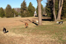 Pet Training at PawSitive Pets