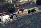 Pet Training at PawSitive Pets