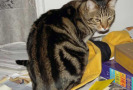 Pet Training at PawSitive Pets