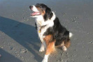 Pet Training at PawSitive Pets