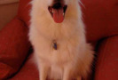 Pet Training at PawSitive Pets