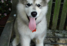 Pet Training at PawSitive Pets