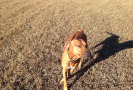 Pet Training at PawSitive Pets