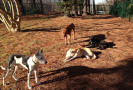 Pet Training at PawSitive Pets