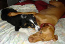 Pet Training at PawSitive Pets