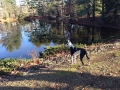 Pet Training at PawSitive Pets